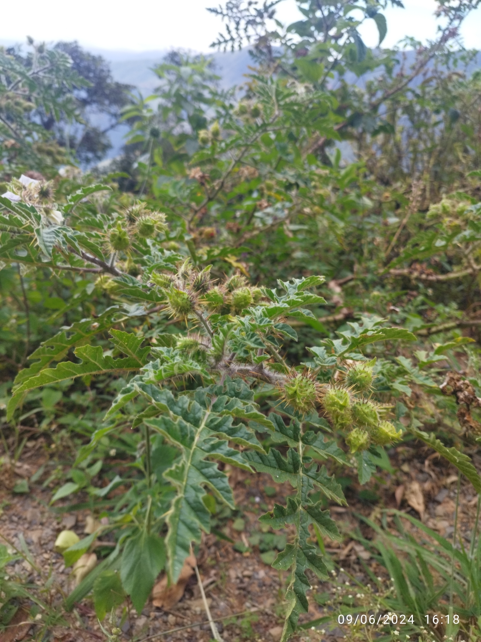 Solanum sisymbriifolium image