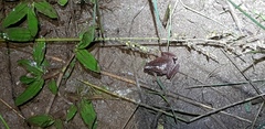Microhyla achatina