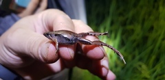 Microhyla achatina