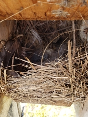Tachycineta bicolor
