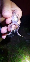 Microhyla achatina