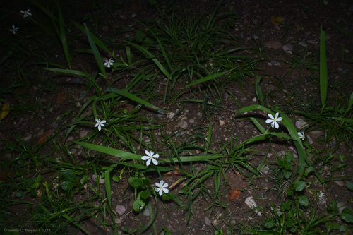 Eleutherine bulbosa, photograph 2
