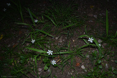 Eleutherine bulbosa, photograph (c) Tomás Carranza Perales, some rights reserved (CC BY)