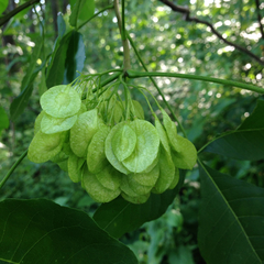 Ptelea trifoliata mollis