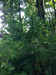 Ptelea trifoliata mollis