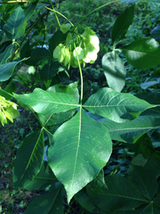 Ptelea trifoliata mollis