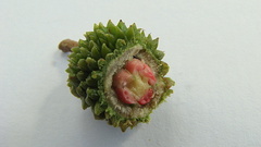 Chaetocarpus myrsinites