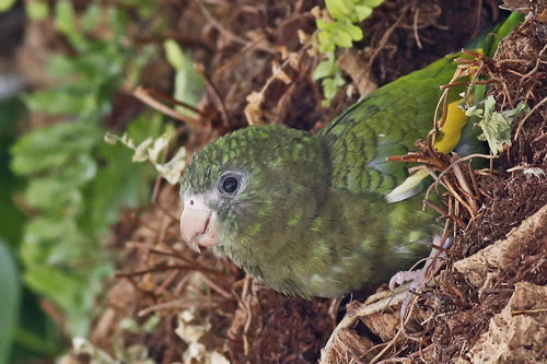 Brotogeris versicolurus