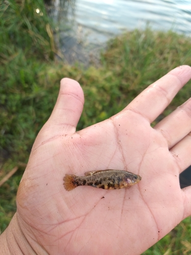 Highland Spitfin