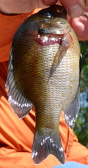 Lepomis punctatus