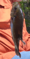 Lepomis punctatus