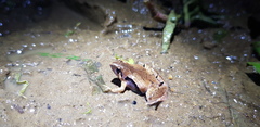 Microhyla palmipes