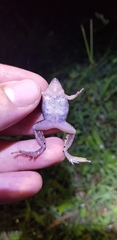 Microhyla achatina