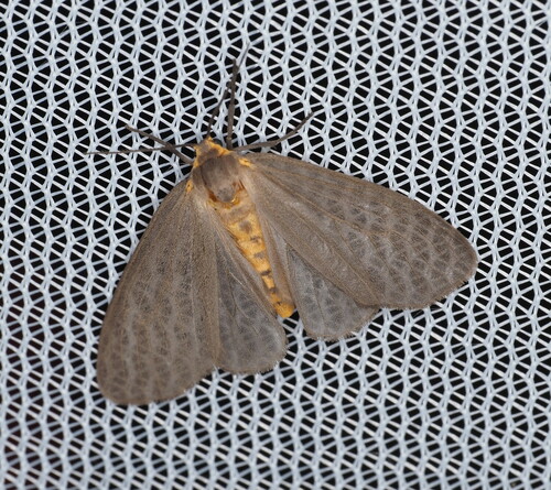 Mouse-colored Tiger Moth photo 3