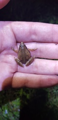 Microhyla achatina