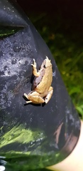 Microhyla achatina