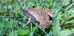 Microhyla achatina