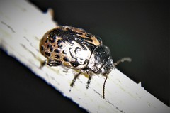 Calligrapha multipustulata