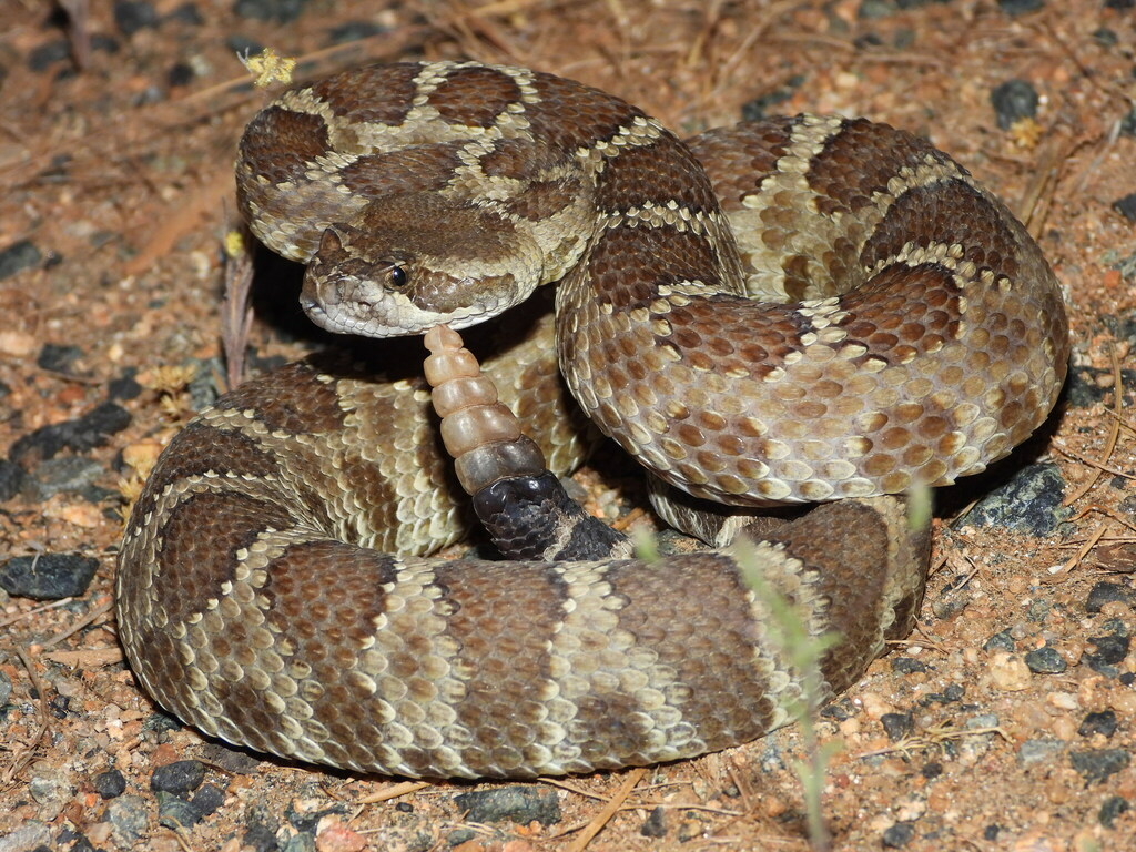North Rattle Snake Northern Pacific Rattlesnake in June 2024 by diomedea_exulans_li ...