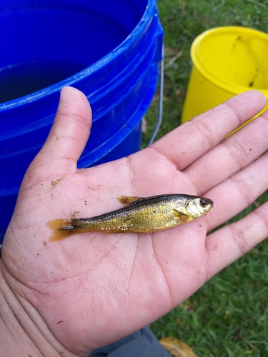 Zacapu Shiner