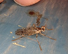 Boreothrinax maculipennis