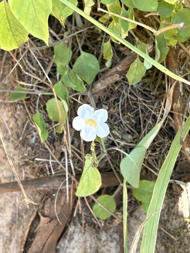Asystasia gangetica