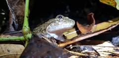Limnonectes kuhlii