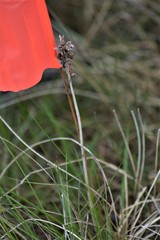 Melanthieae