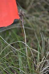Melanthieae
