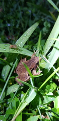 Microhyla achatina