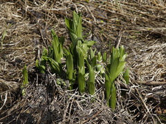 Veratrum oxysepalum