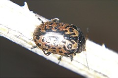 Calligrapha multipustulata