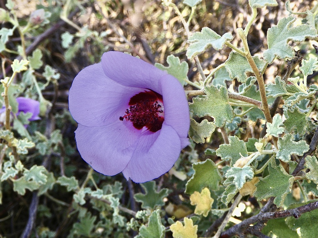 Alyogyne pinoniana