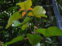 Sterculia cordata, photograph (c) Ganjar Cahyadi, some rights reserved (CC BY)