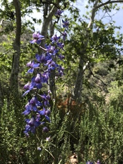 Delphinium variegatum