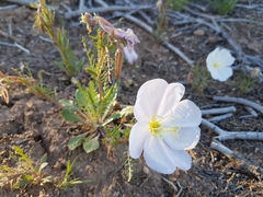 Oenothera albicaulis