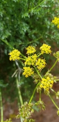 Lomatium dissectum