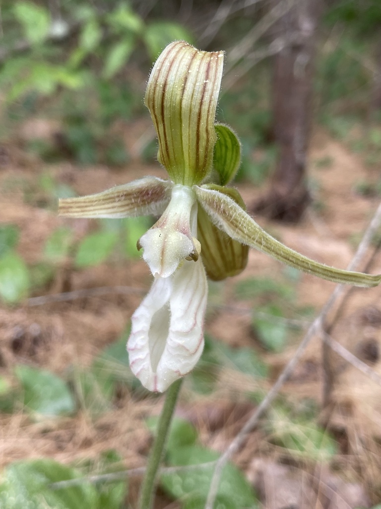 Cypripedium