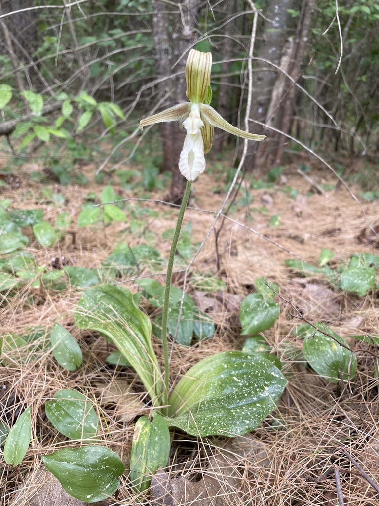 Cypripedium acaule Aiton 2