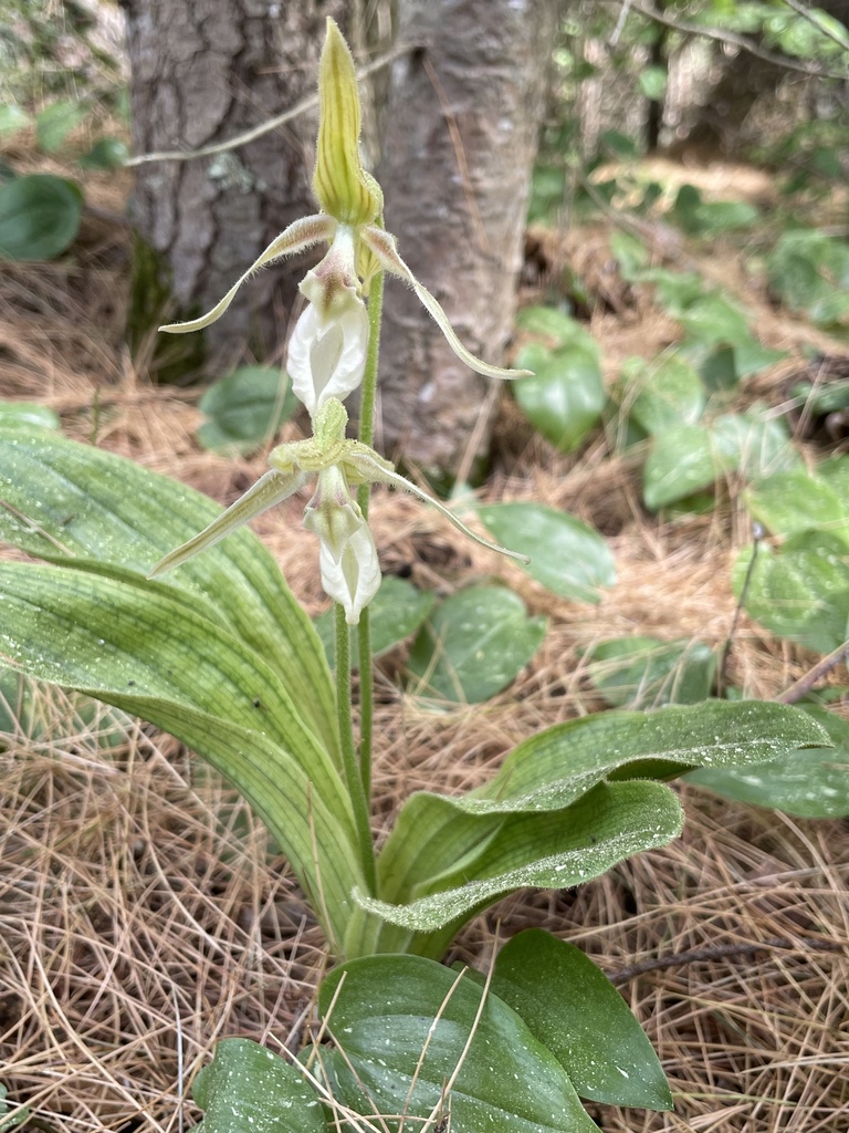 Cypripedium acaule Aiton 3