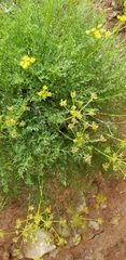 Lomatium dissectum