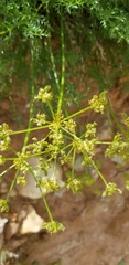 Lomatium dissectum