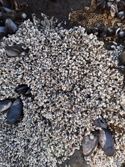 Spirobranchus cariniferus