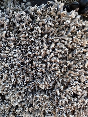 Spirobranchus cariniferus