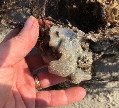 Aplidium stellatum