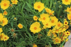 Thelesperma simplicifolium