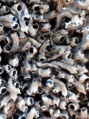 Spirobranchus cariniferus