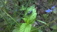 Oedemera virescens