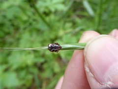 Dermacentor variabilis