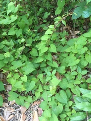 Fallopia cilinodis
